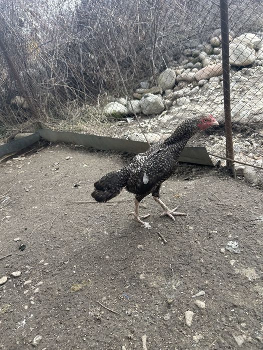 Даканка тулачка