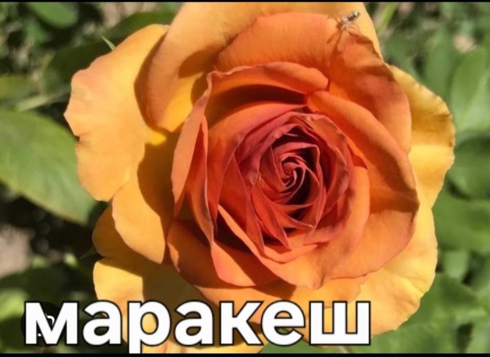 Продаётся саженцы цветов