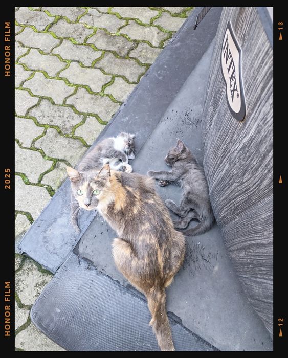 Pisici drăgălași caută stapan