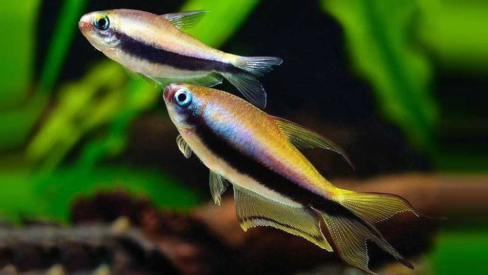 Аквариумная рыбка "Тетра пальмери"