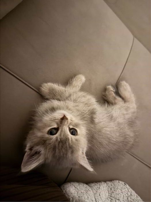 Британский котенок 1,5 мес