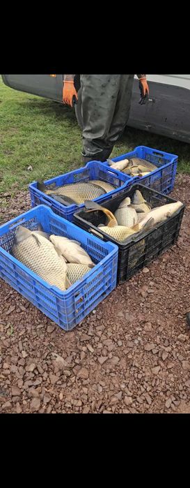 Шаран за консумация и зарибител