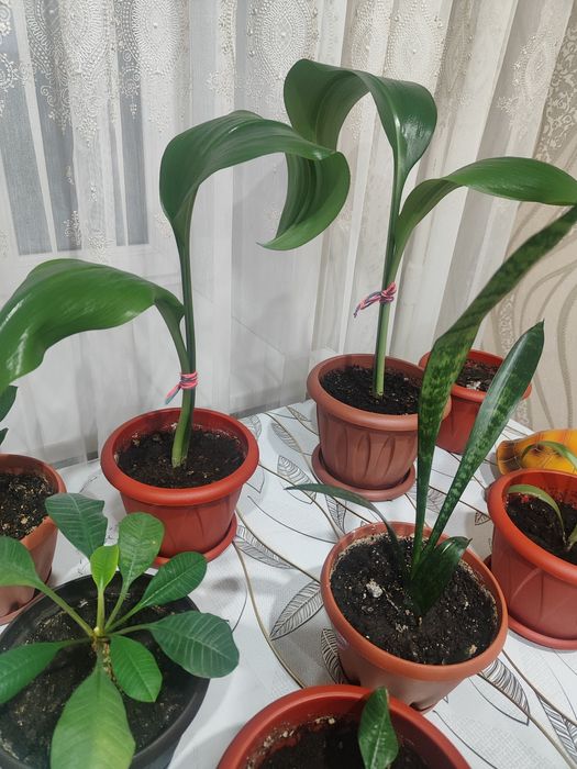 Продам Комнатные цветы