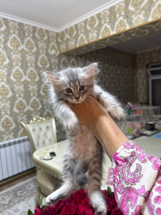Котёнок на продажу