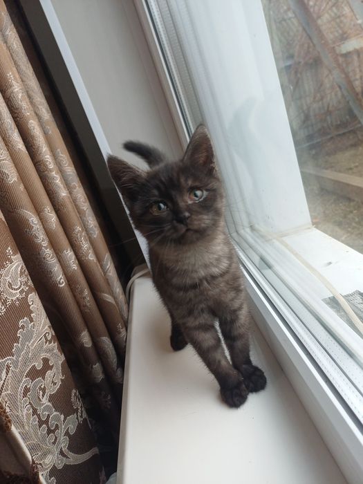 Отдам в добрые руки