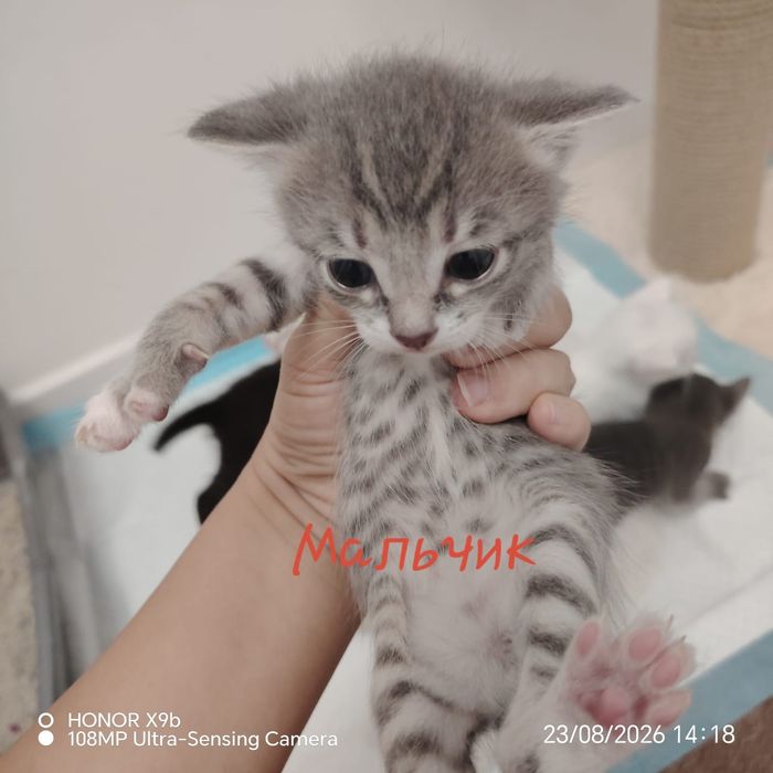 Котята      Марғау