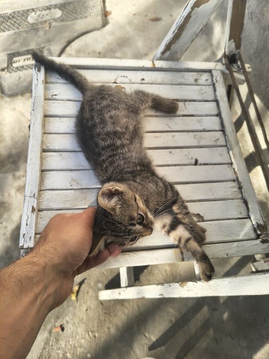 Donez pisic in Botoșani si localitățile limitrofe