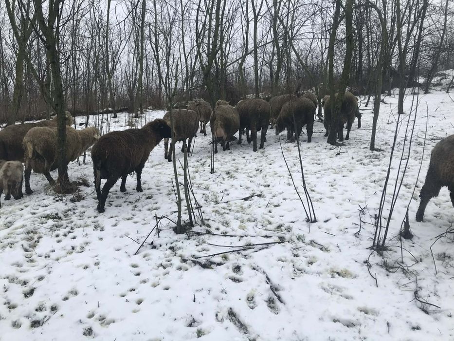 De vânzare 13 oii + 1 berbec  cu 11 miei și unele în curs de fătare