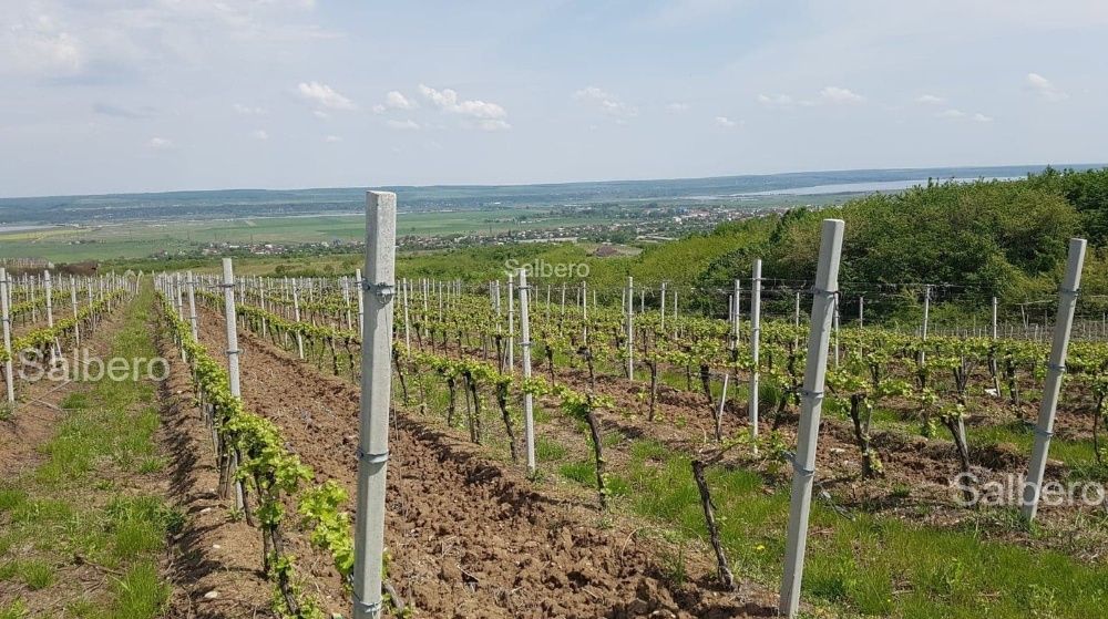 Spalieri si Stalpi din beton, Tg-Jiu, Scoarta.