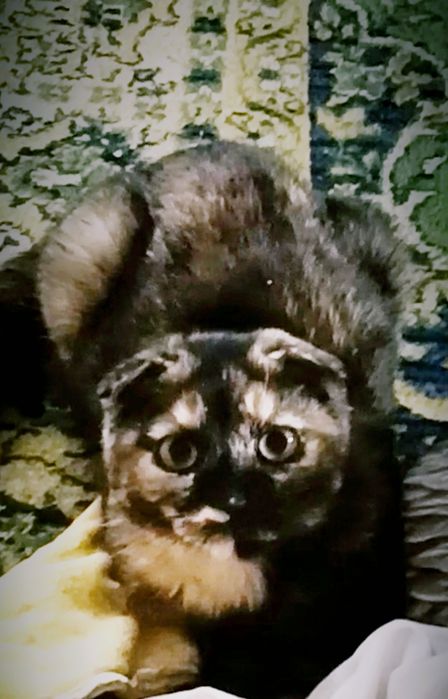 Продам кошку  веслоухая