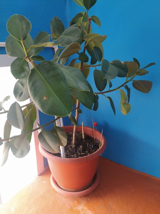 Фикус комнатный продам