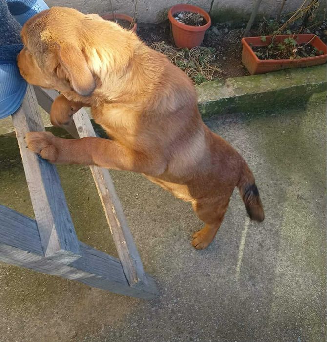 Подарява се кученце на шест месеца