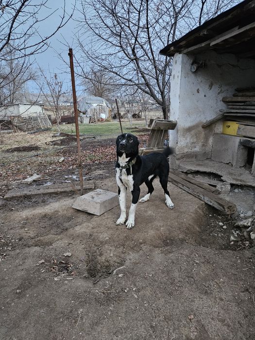 Ит сатылады 1,7 ай