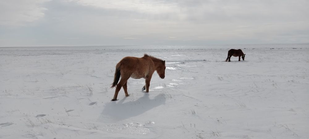 Еркек тай мұғалжар