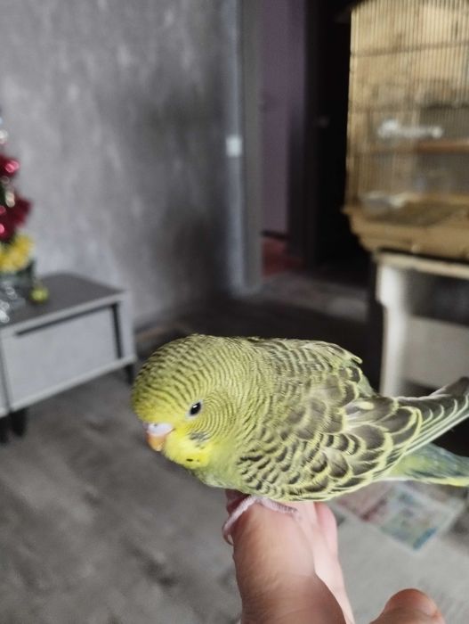 Птенец волнистых попугаев.