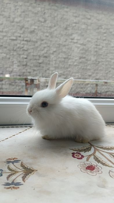 Крольчата декоративные