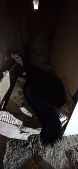 Курк индюк.Kurka kurk bolgan