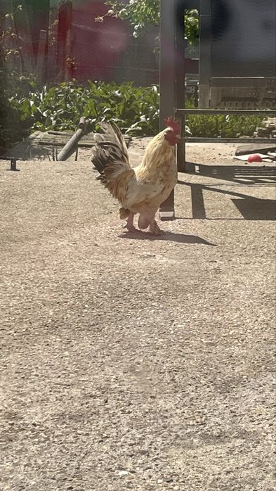 16 oua metis cocos pitic cu gaina sebright