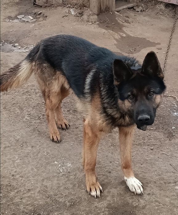 Немецкая овчарка