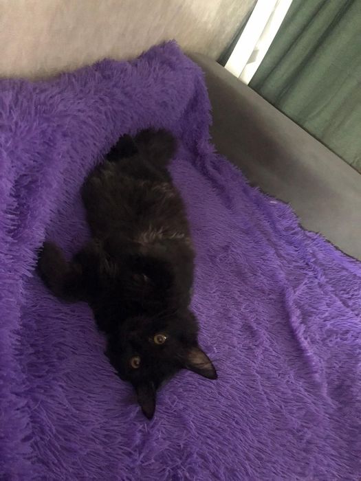 Отдам в хорошие руки