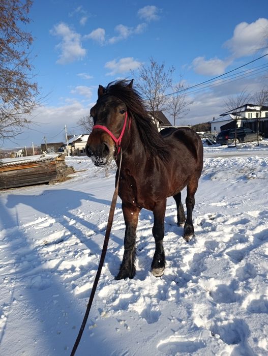 Cal de vânzare de 4 ani