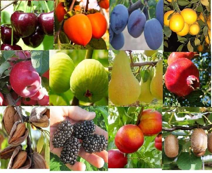 Мевали  дарахт кучатлари-Саженцы плодовых деревьев.