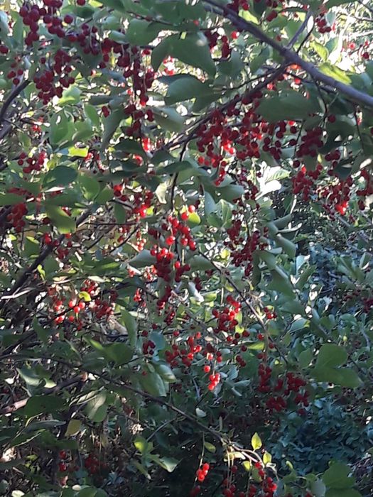 Продам дачу, келещек, геолог 3