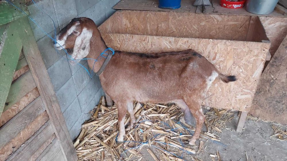 Vand doua capre, anglonubian si metis de anglonubian