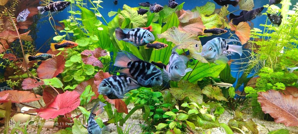 Сапфировый попугай