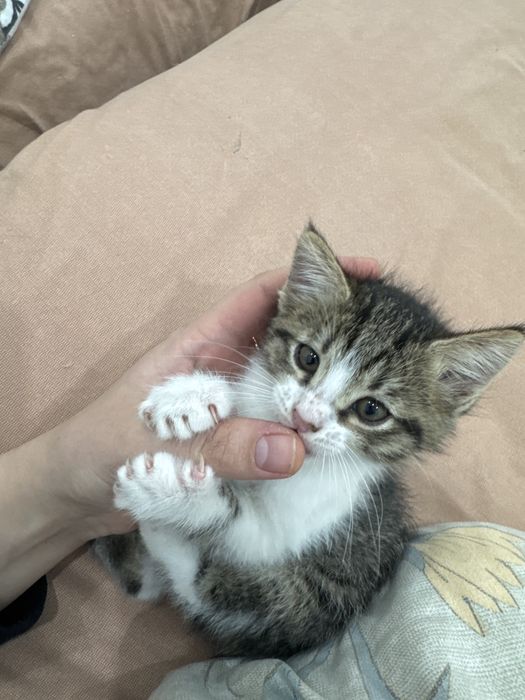 Отдам в хорошие руки