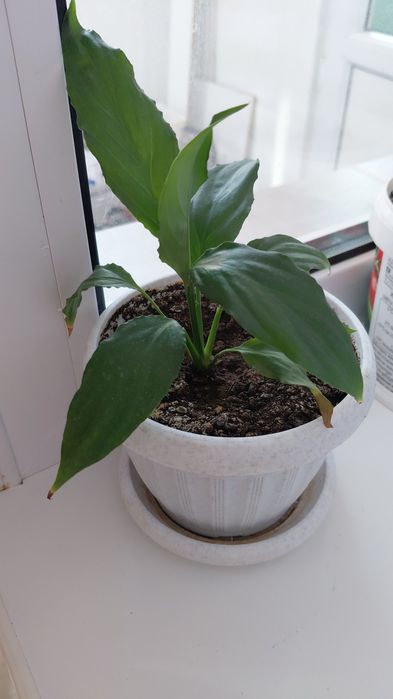 Цветый комнатный 2500