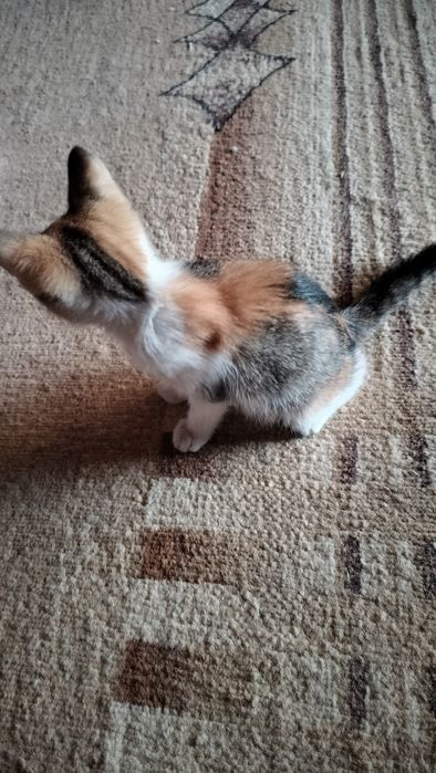 Котенок, 1 месяц