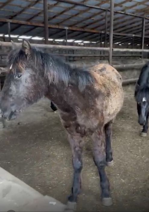 Продам лошадь срочно