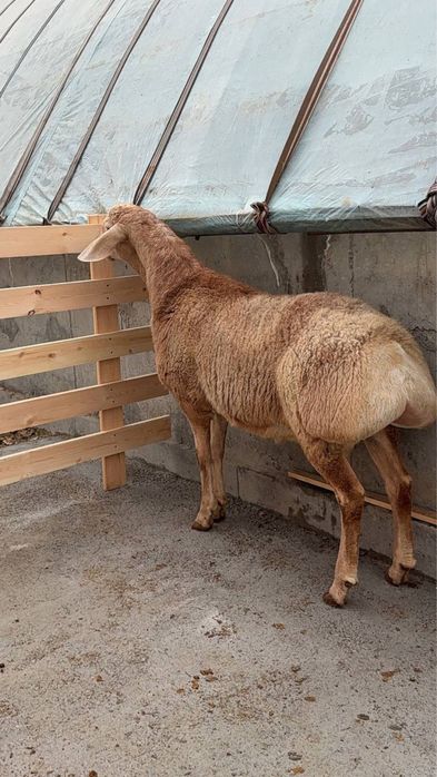 qo'y sotaman uzimniki