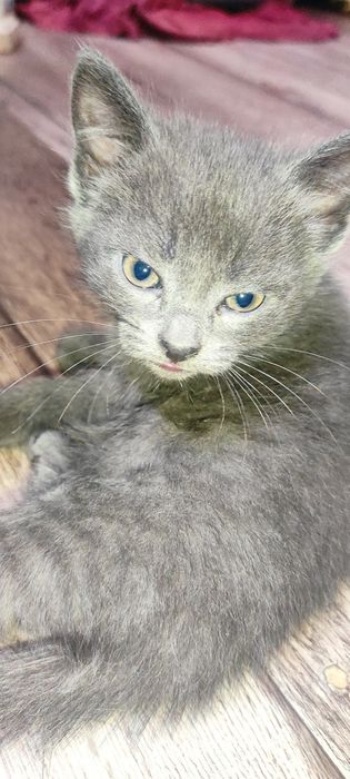 Дарю милого котёнка.