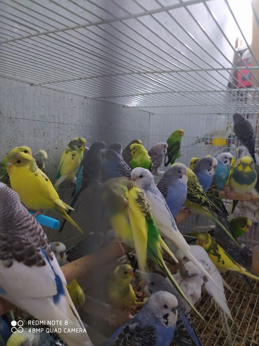 Продажа попугай волнистые