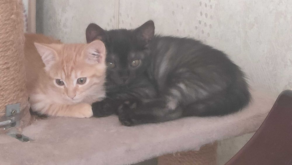 Любимый животный мирок