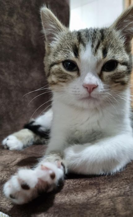 Ветеринар Шымкент