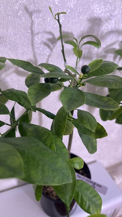 Лимон и Мандарин, мята