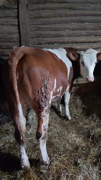 Vând junincă bălțată românească de 10 luni