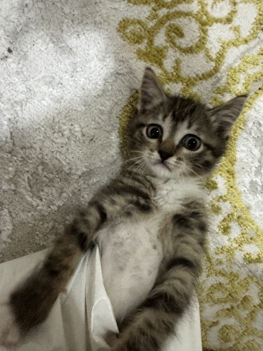 Отдам в хорошие руки