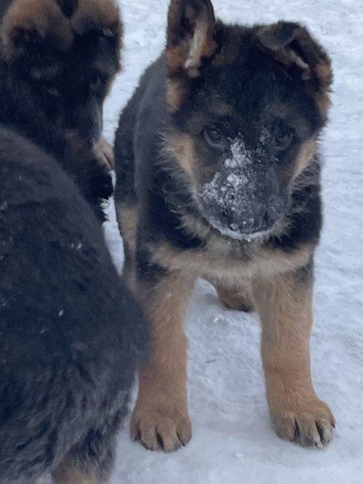 Щенки немецкой овчарки