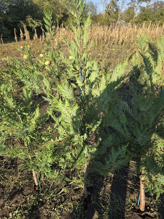 Leylandi de vânzare