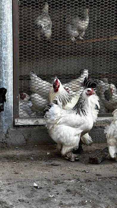 Брама - яйца для инкубации