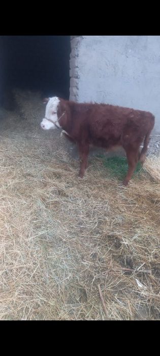 10 айлық ургашы тана сатылады