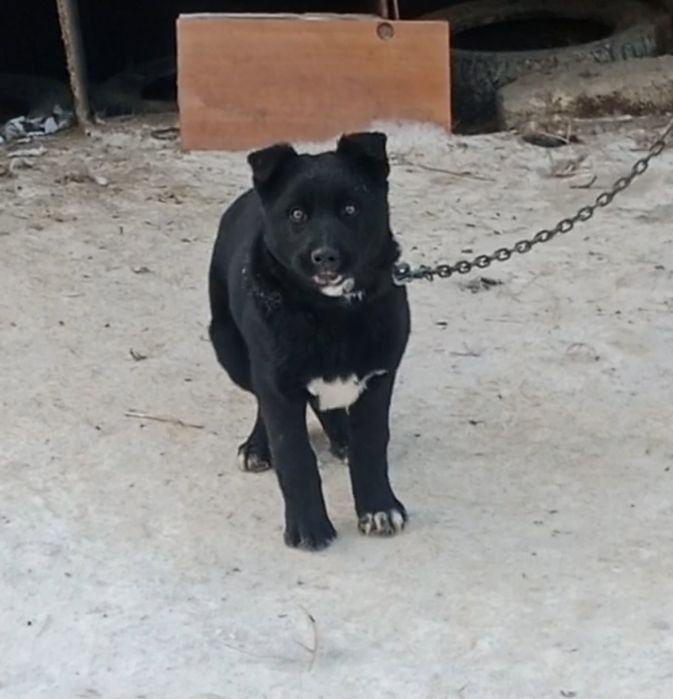 Күшік сатылады ұш төрт айлық