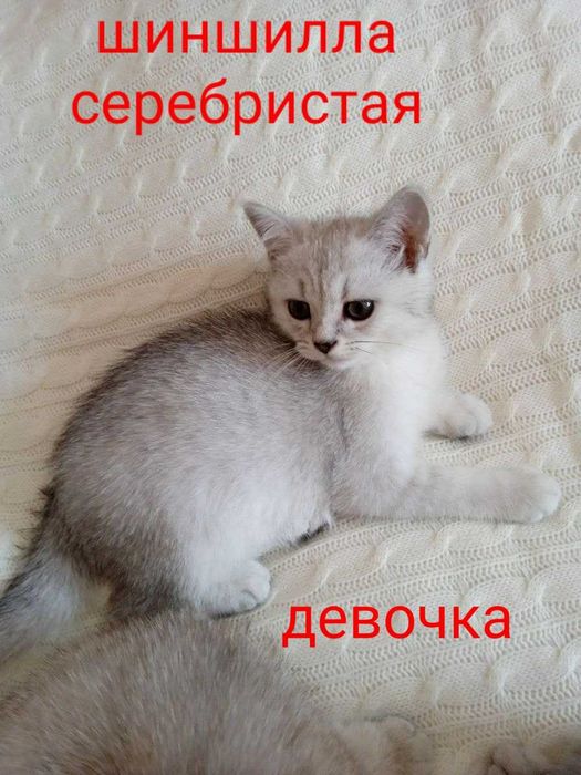 Подарите себе пушистое счастье!