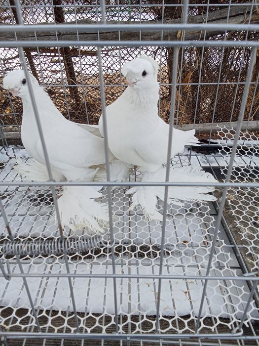 Продам голубей хороших
