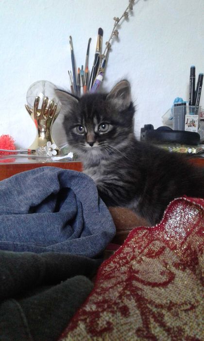 Отдам котят, пушистых