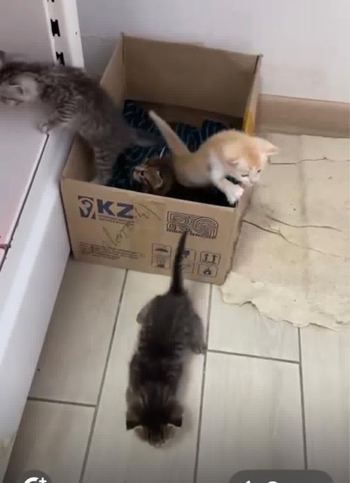 Котята-мальчики ищат дом. Остались без мамы